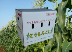 とうもろこし