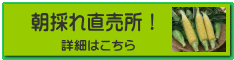 朝採れ直売所！