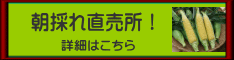 朝採れ直売所！
