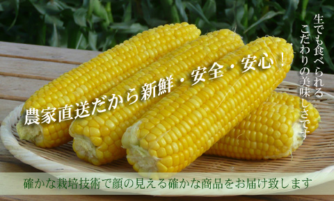 農家直送の新鮮、安全、安心、とうもろこし