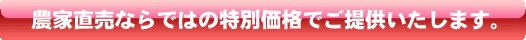 農家直売とうもろこし