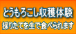 とうもろこし収穫体験
